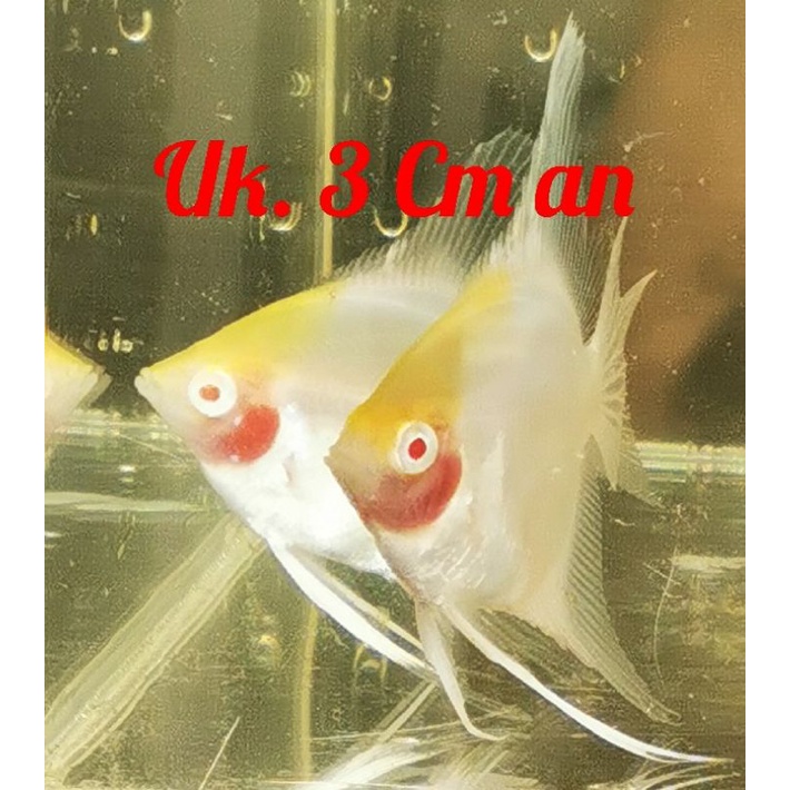 Ikan hias Aquarium/Aquascape Angelfish Manfish Layang" RCA Red Cap Albino Koi grade PREMIUM & LANGKA