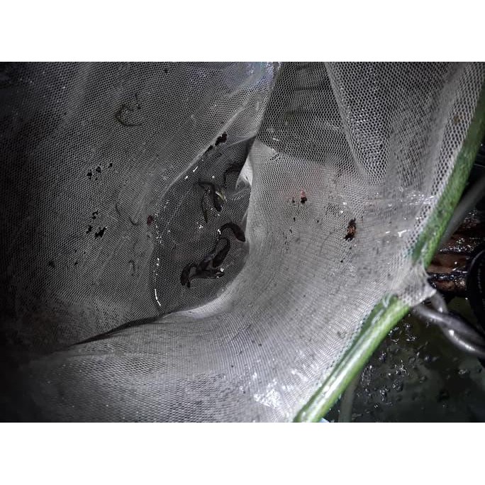 Khusus Promo Otocinclus Affinis