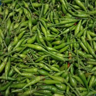 

cabe rawit hijau