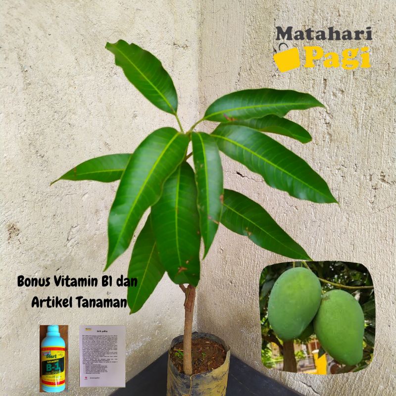 Bibit Mangga Harum Manis Okulasi / Bisa Tanam di Pot / (Bonus Vitamin B1 5ml Cegah Stres)
