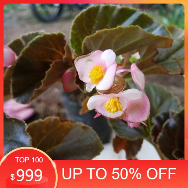Tanaman hias begonia - begonia bunga pink - bibit tanaman - tanaman hias - begonia