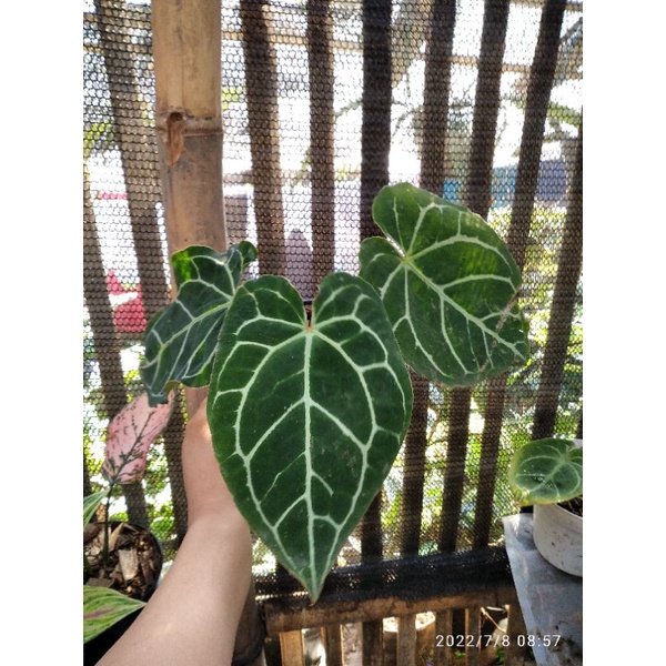 anthurium magnificum x crystallinun