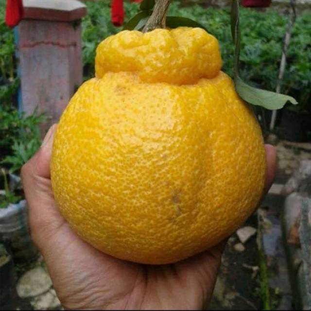 Bibit jeruk dekopon buah jumbo
