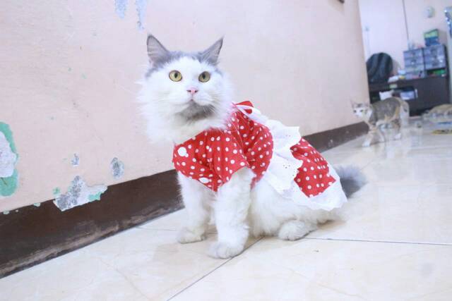 Dress polkadot merah spesial 17an merdeka / dress kucing dan anjing murah size S M L XL