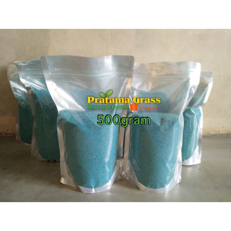 Bibit benih rumput gajah mini