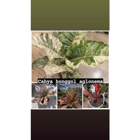 promo bibit bonggol anthurium paket 4 bonggol anthurium real pict