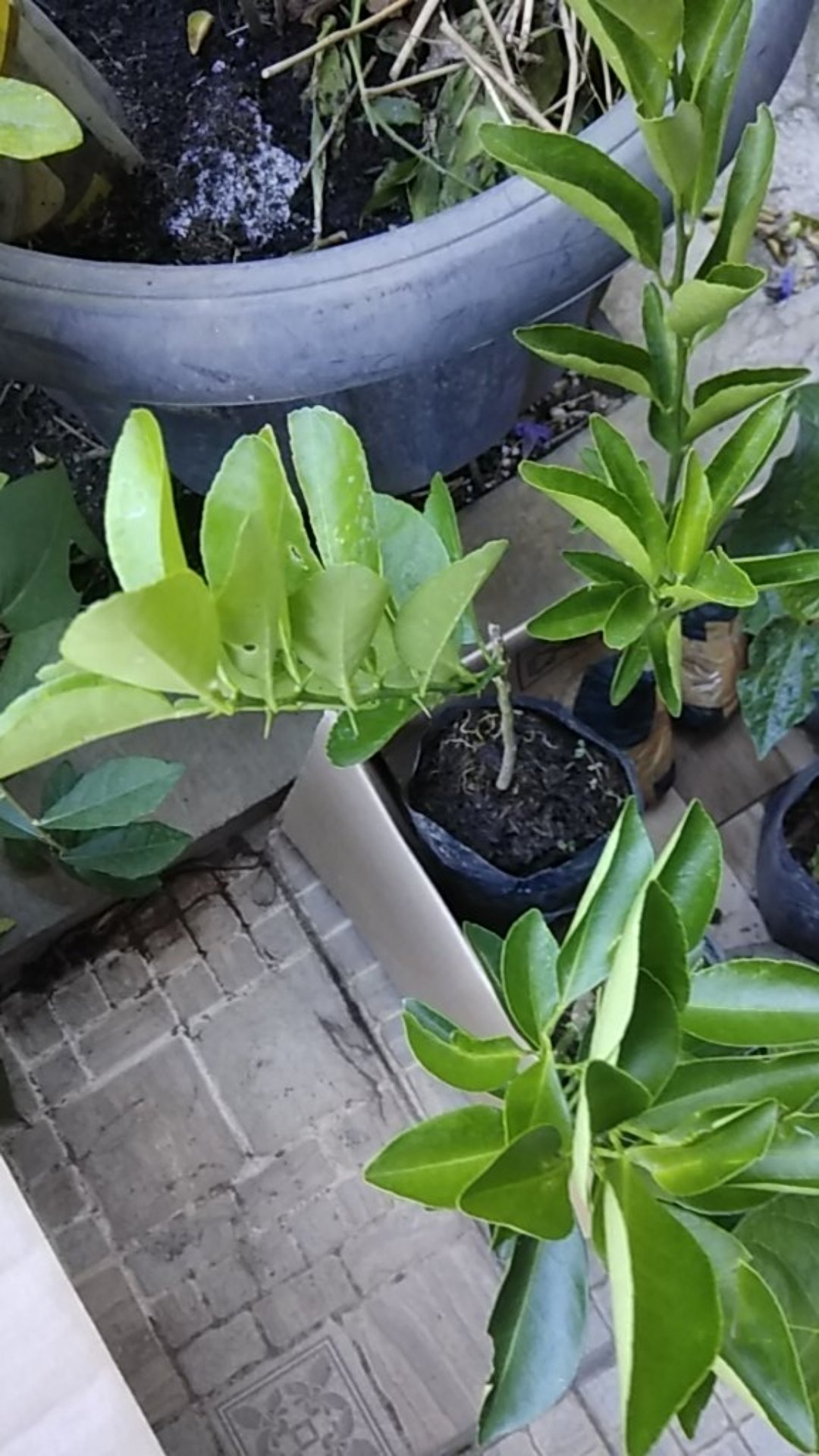 Bibit Jeruk Chokun Madu Manis Jeruk Chokun Thailand Okulasi