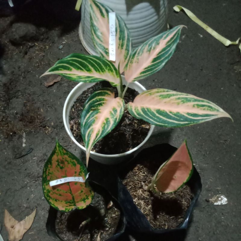 sepaket,Aglonema pink sanset,dud gold dan sb