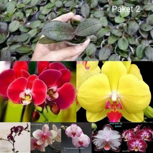Paket 4 seedling anggrek bulan beda warna