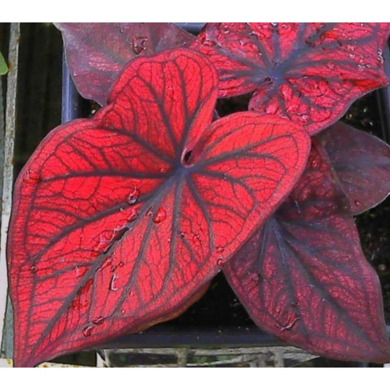 keladi red stone / caladium