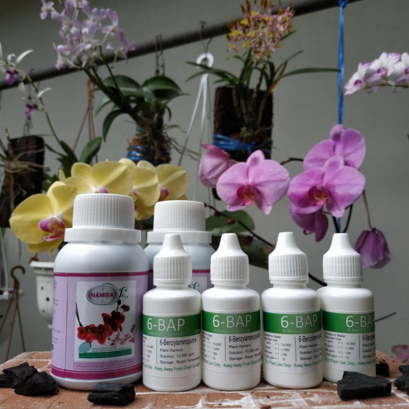 Namira & Hormon 6BAP