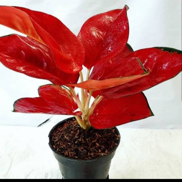 Benih Tanaman hias aglonema suksom jaipon