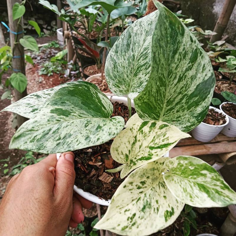 Tanaman hias Epipremnum Marble Queen sirih gading varigata