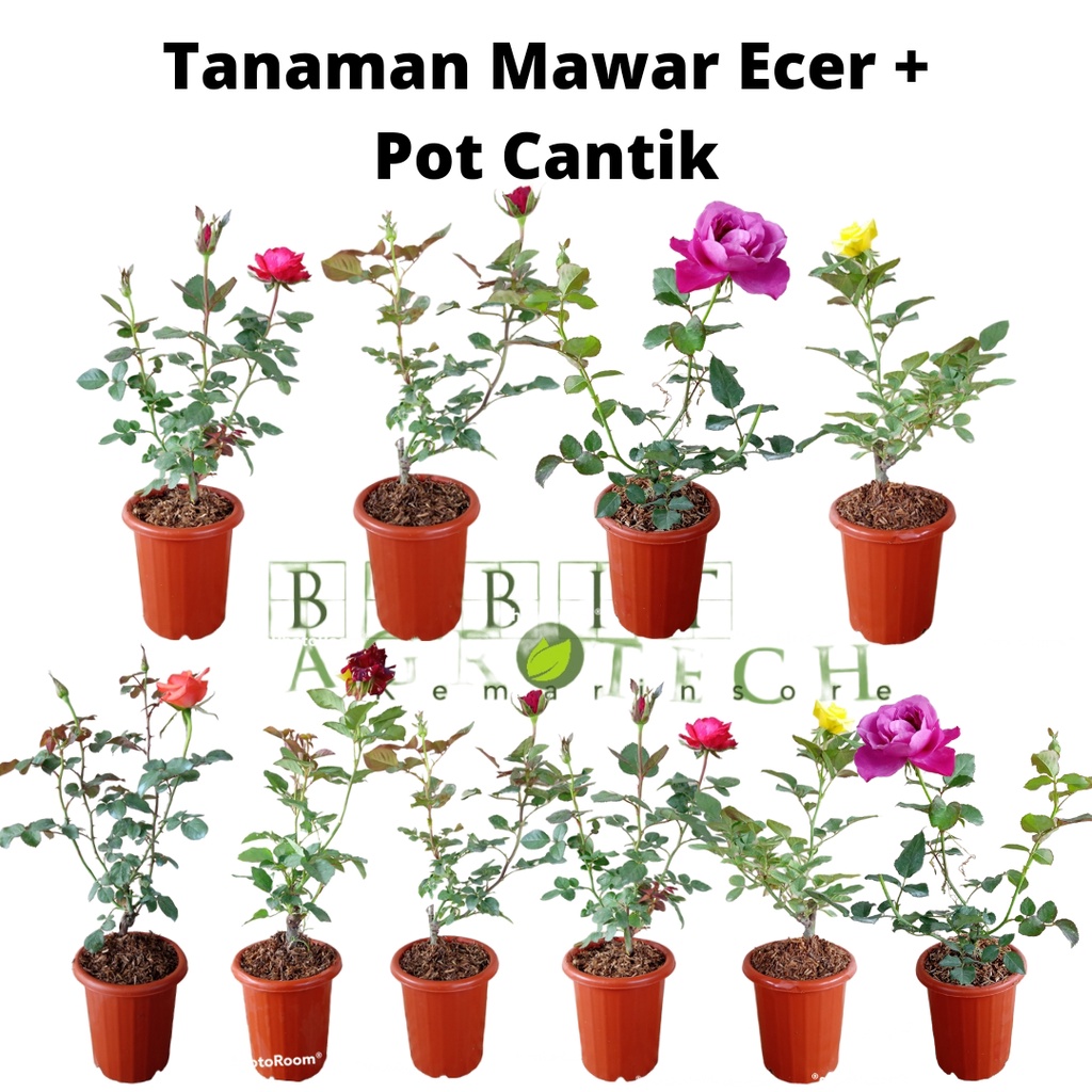 Bibit Tanaman Hias Bunga Mawar Ecer Bisa Pilih Warna Include Pot Cantik Langsung Tanam