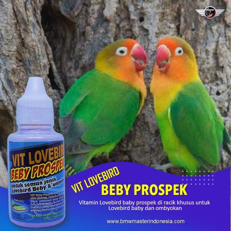 VITAMIN LOVEBIRD BABY PROSPEK Untuk LB Baby Ombyokan Siap Tampil Di Lomba