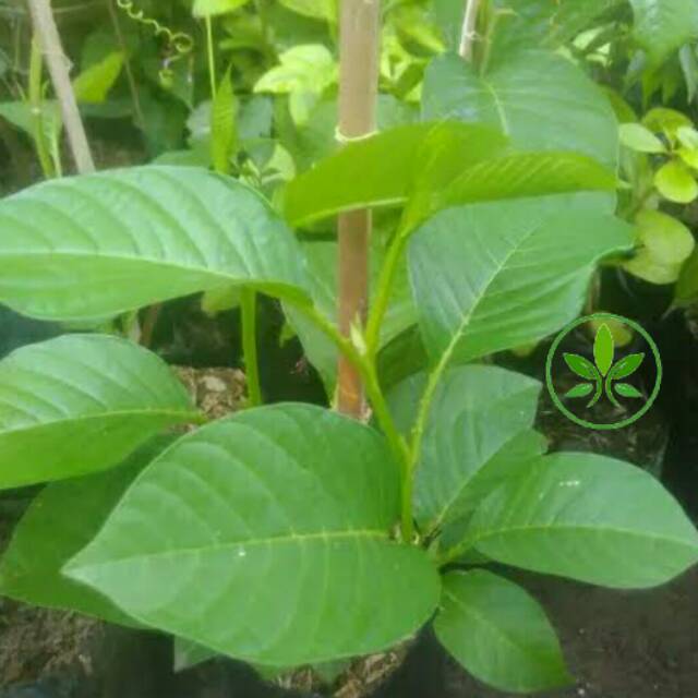 Bibit Tanaman Buah Markisa Jumbo/Erbis/ Pohon Merambat Buah Markisa Jumbo/Buah Erbis