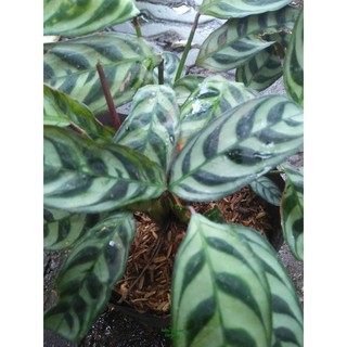  Tanaman  Maranta ekor  merak  calathea burlemarx Shopee 