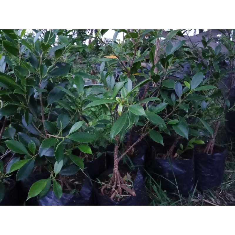 BERINGIN KIMENG PECAH BATANG