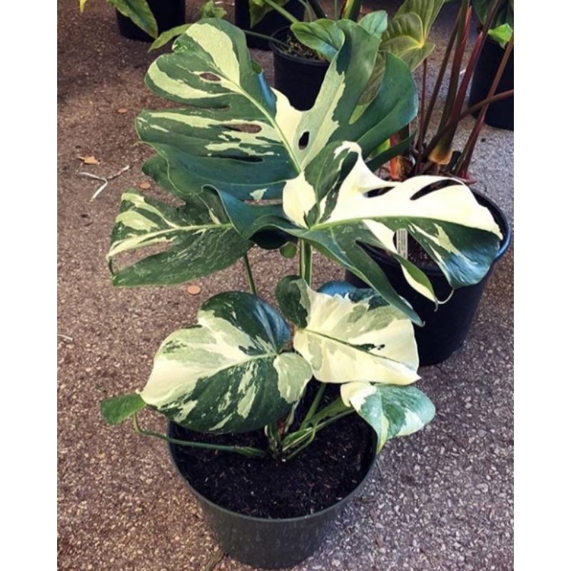 BONGGOL MONSTERA