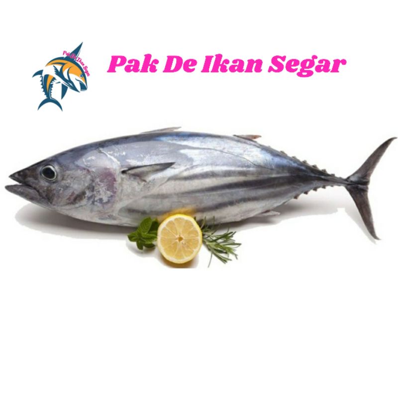 

Ikan Tongkol Segar. 1-5 ekor per kg