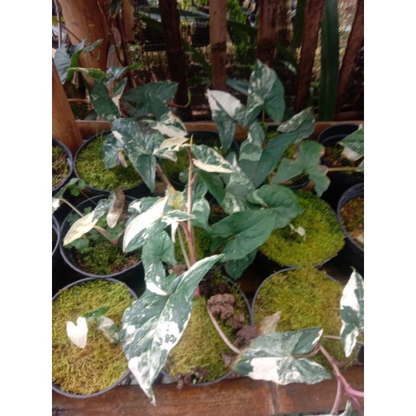 syngonium albo varigata