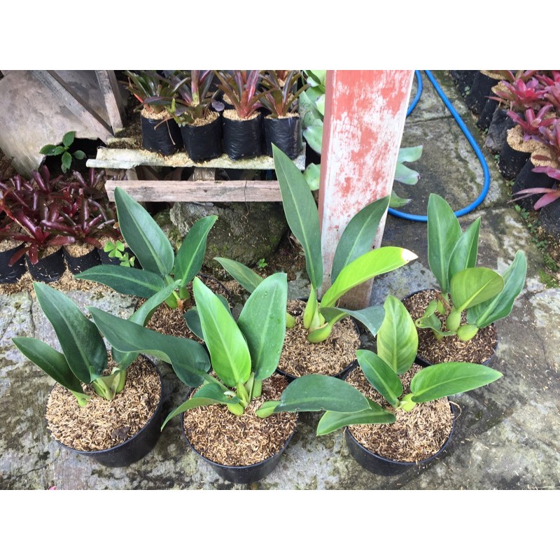 philodendron katak/ pilo katak/ filo katak