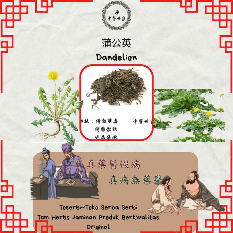 

100gr 蒲公英 Pu Gong Ying Mongolian Dandelion Herb Randa Tapak
