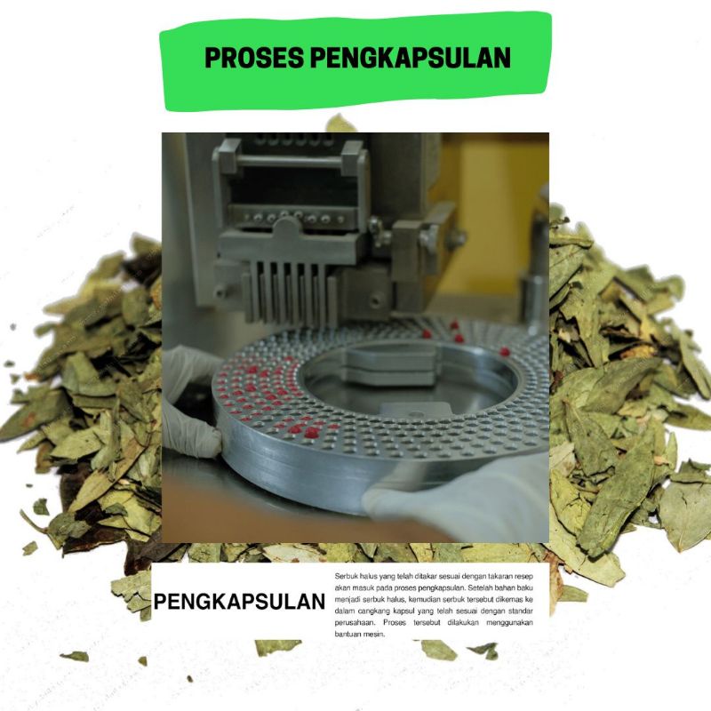 Kapsul Daun jati cina pelangsing herbal suplemen kesehatan kapsul perut buncit langsing 50 kapsul, Kapsul Herbal JATI CINA 600mg Pelangsing Metabolisme Kapsul Herbal DAUN JATI CINA (Cassia Angustifolia)