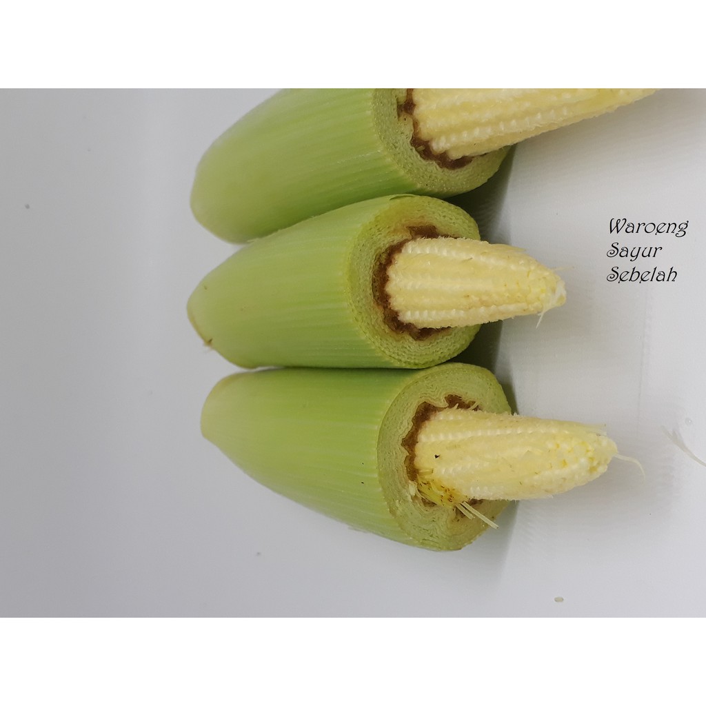 

Jagung Putren