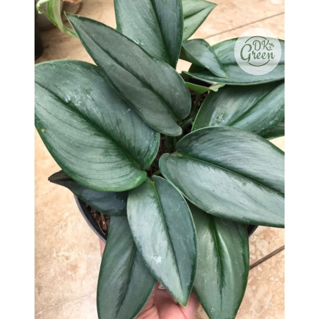 Tanaman Scindapsus treubii moonlight