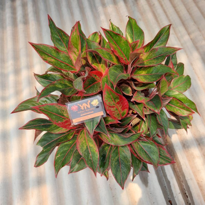 AGLONEMA SIAM AURORA /AGLONEMA