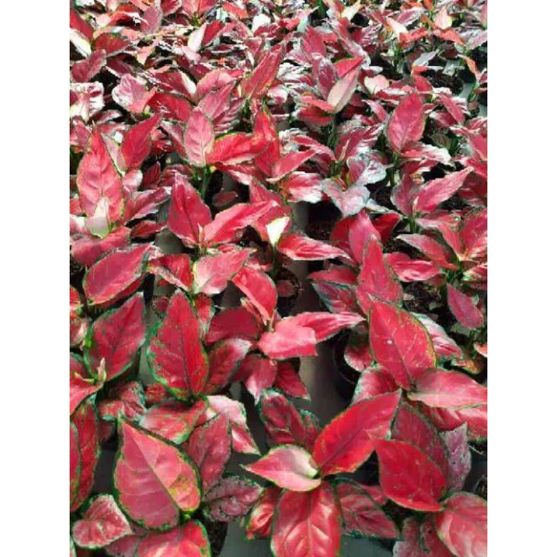 aglonema red anjamani termurah