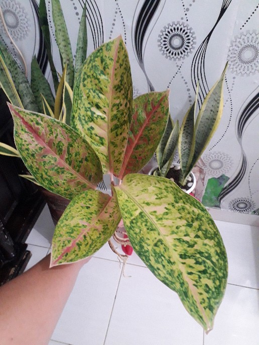 Jual Tanaman Aglonema Bigroy Melayani Ecer Maupun Partai Besar Per 10 Lebih Murah