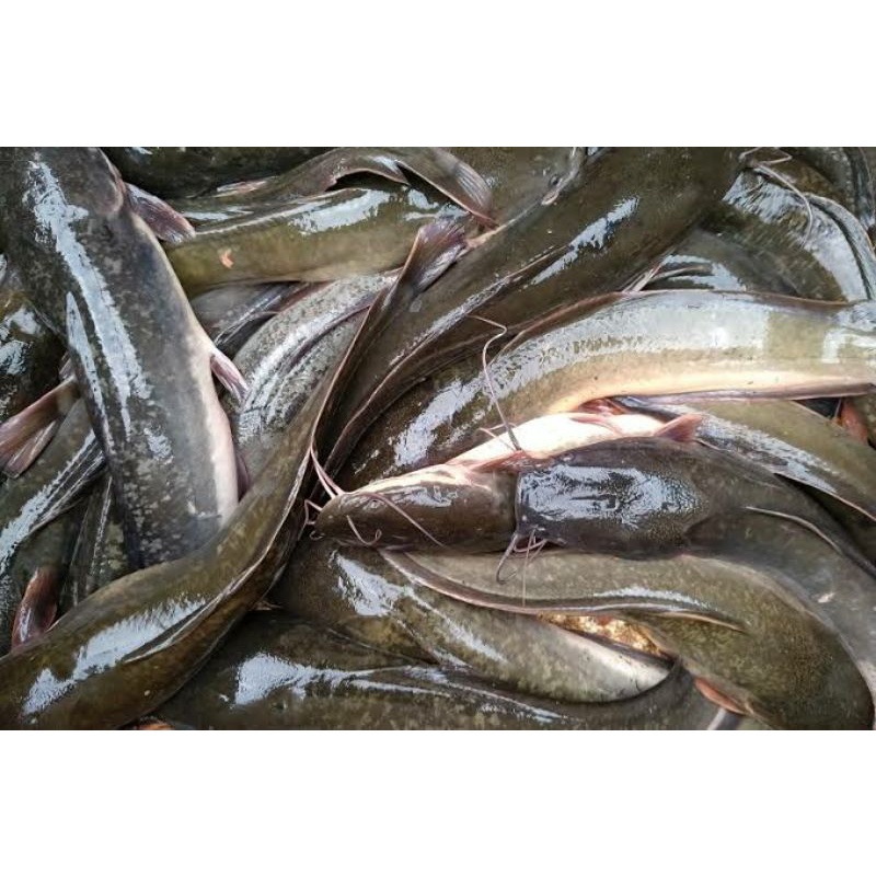 

Ikan lele segar
