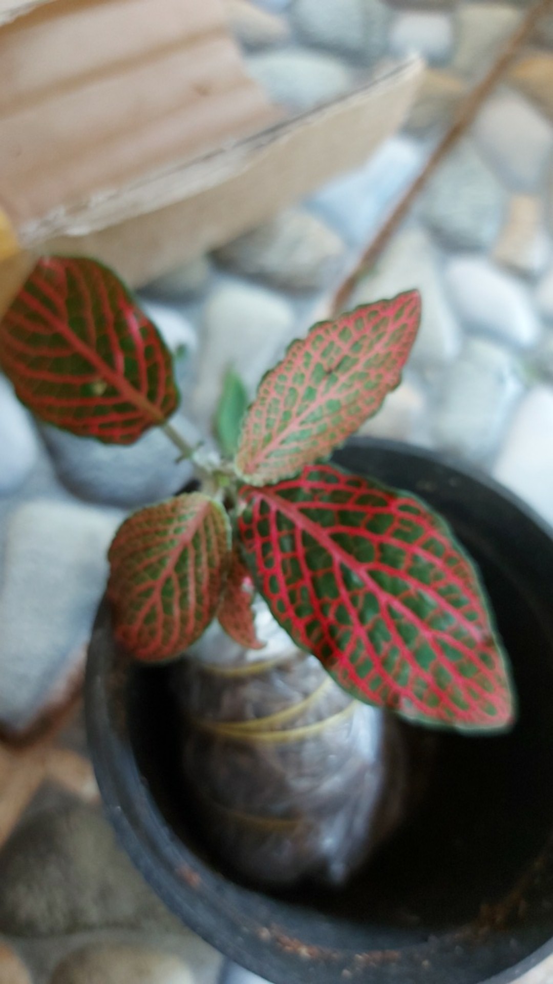 Peperomia Kerut Merah- Peperomia Caperata Red Riple