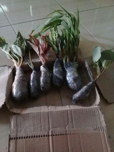 Tanaman Hias Murah 4 Aglonema/paket Aglaonema Hemat Aglo Donacarmen Lipstick Snow White Rotundum