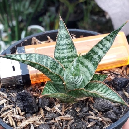 Sanseviera Hybrid Manny Pacquiao / Sanseviera Hybrid Manny Pacquiao (Downsii x Cordova)