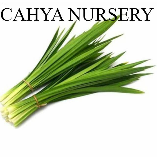 

Promo Daun pandan wangi segar 100gram organik siap petik