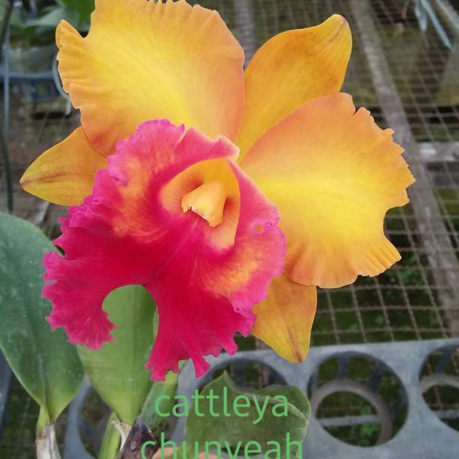 Tanaman Anggrek Cattleya Chunyeah Dewasa