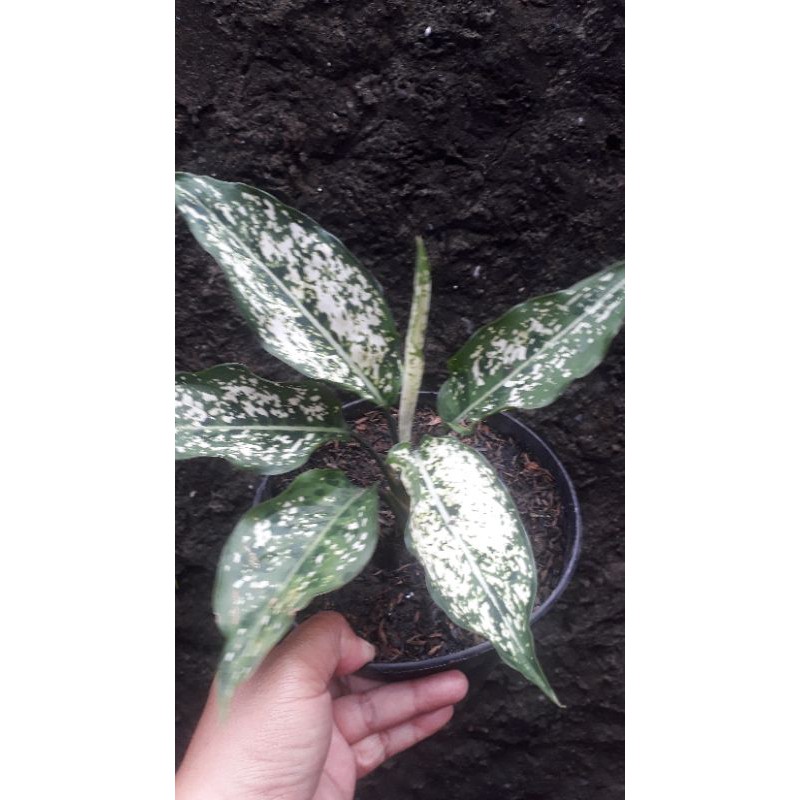 Aglonema snow white rimbun