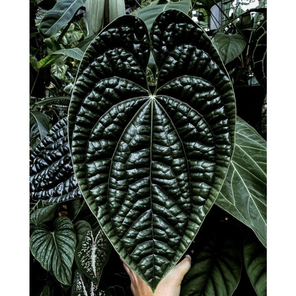 tanaman hias anthurium luxurian