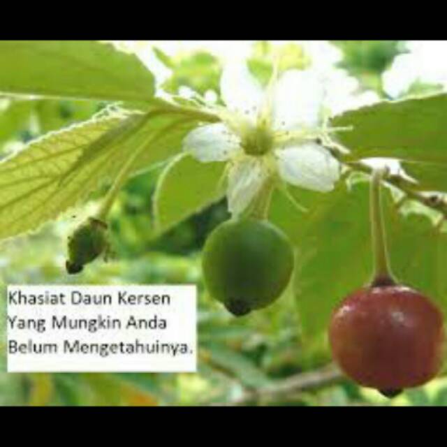 

Obat herbal / Jamu herbal / Jamu tradisional