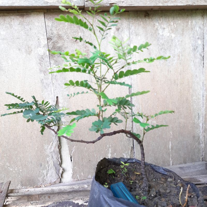 Bibit Bahan Bonsai Asem Jawa Meliuk Realpic Shopee Indonesia