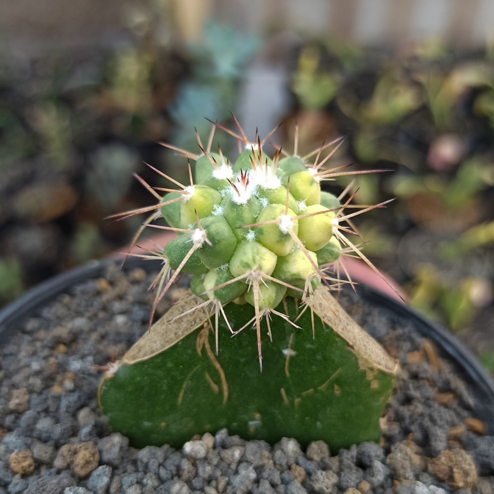 Kaktus Sukulen | 316. Echinocactus Grusonii 'Golden Barrel Cactus' Variegated