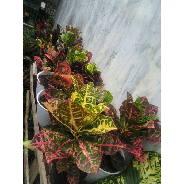 Aglonema DonaCarment batang putih Indukan Rumpunan 2-3