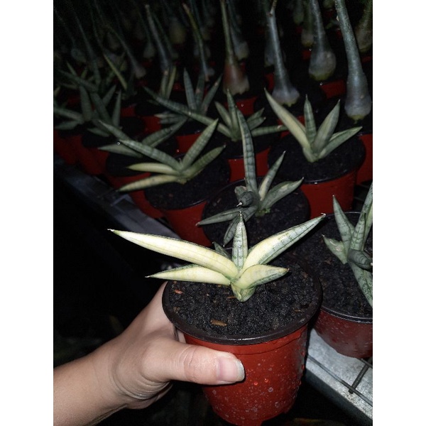 sansivera  boncel varigata