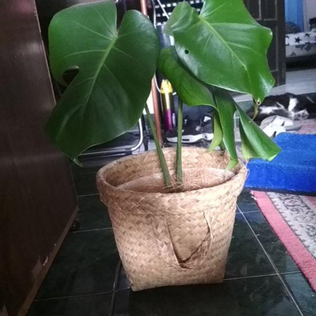 Paket 11 Pcs Purun (1 Kg), Premium Quality