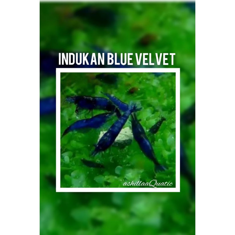 udang hias aquascape indukan blue velvet