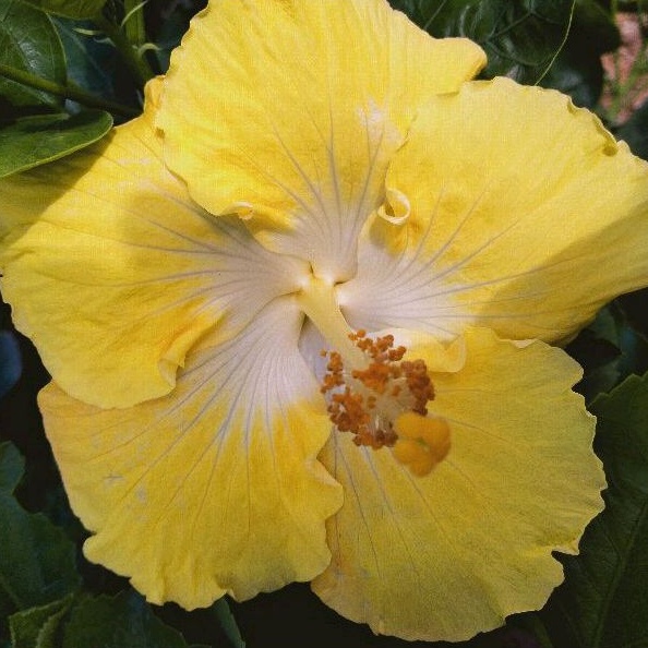 Tanaman bunga sepatu bangkok hibiscus