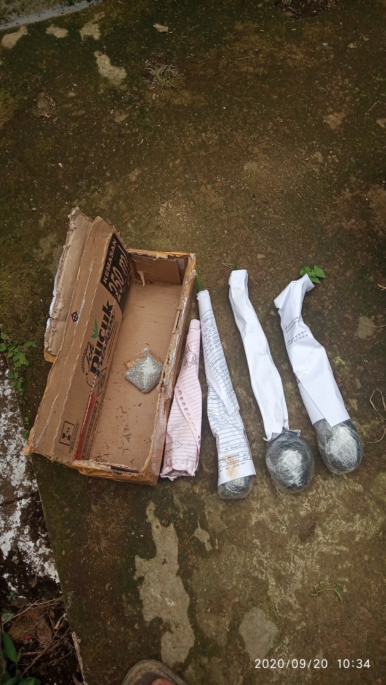 Tanaman Hias Kembang Sepatu / Bunga Hibiscus Rosa Merah (look Army Strip/ring White)